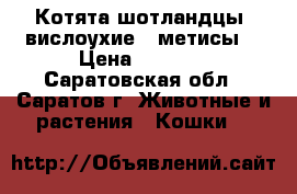 Котята шотландцы, вислоухие,  метисы. › Цена ­ 1 500 - Саратовская обл., Саратов г. Животные и растения » Кошки   